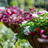 Hanging baskets